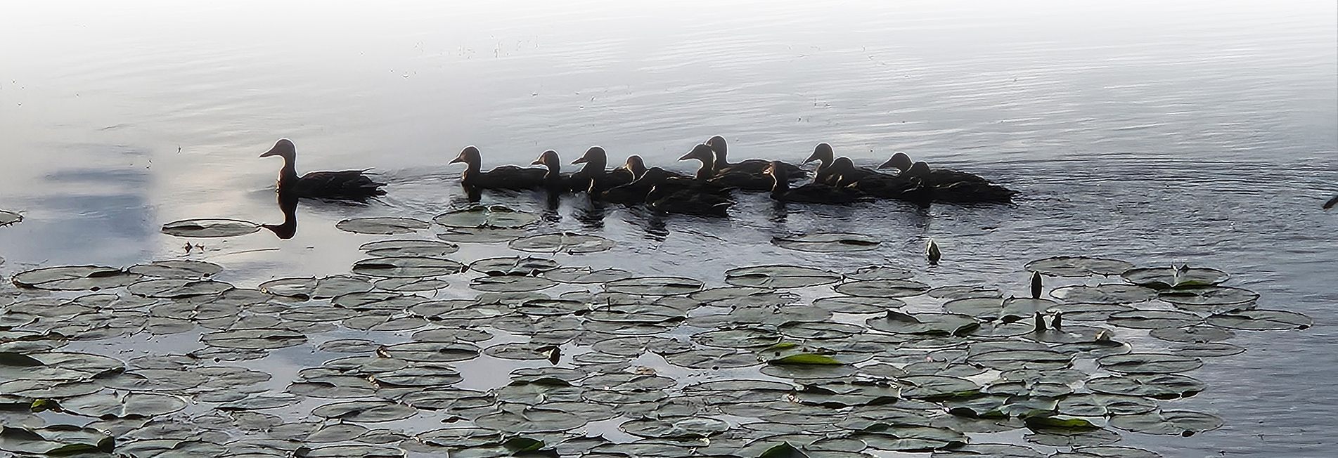 Ducks on a pond with lily pads